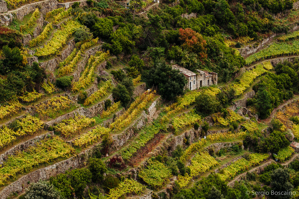 Vigneti a terrazze sulle colline, come nella zona del Prosecco di Conegliano-Valdobbiadene
